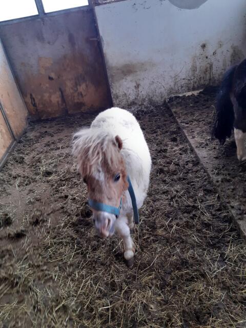 Ponyhengstfohlen