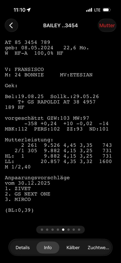 Trächtige HF Kalbin