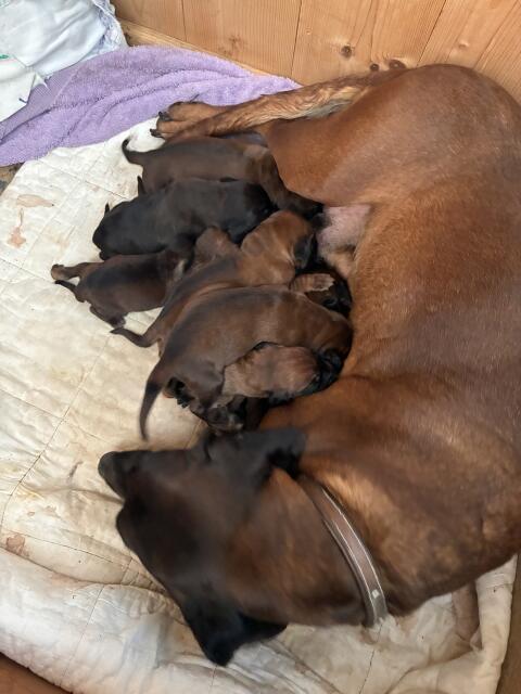 Bayerische Gebirgsschweißhunde