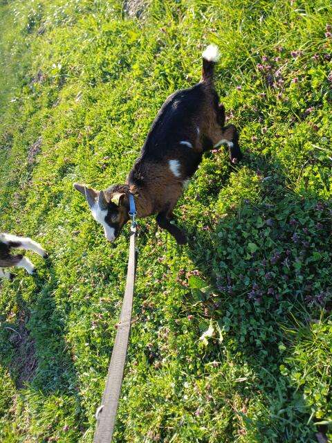 Tauernschecken Bockkitz abzugeben