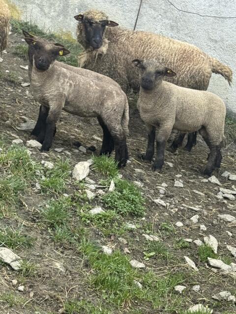 Bio Shropshire Lämmer