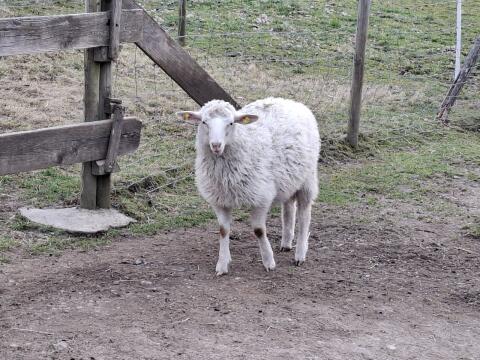 Krainer Steinschaf Jungwidder