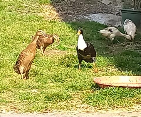 Laufenten, Bruteier und Küken