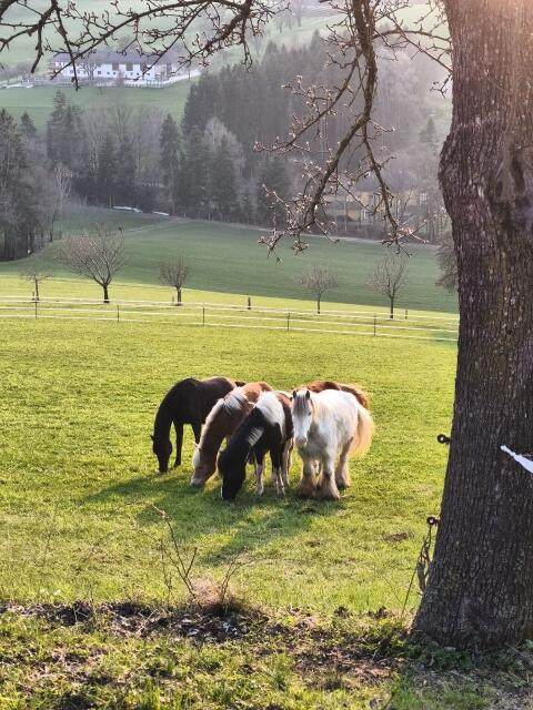 Aufzuchtplatz für Hengste