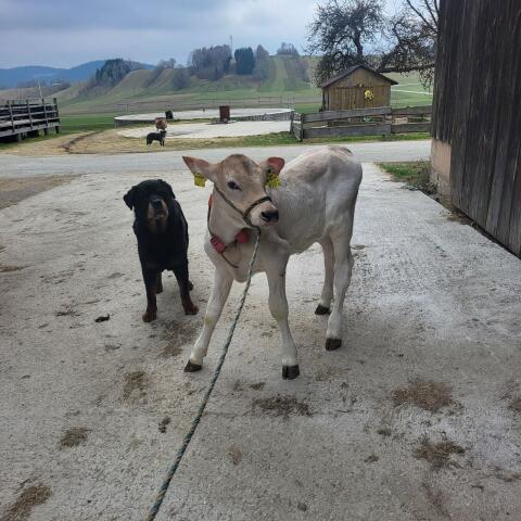 Braunvieh Kalb weiblich
