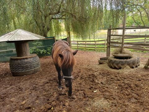 Anfängerfreundlicher Isländerwallach Therapiepferd Schulpferd