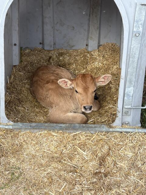 Verkaufe Braunvieh Kälber