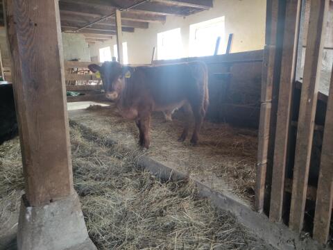 Dexterstier