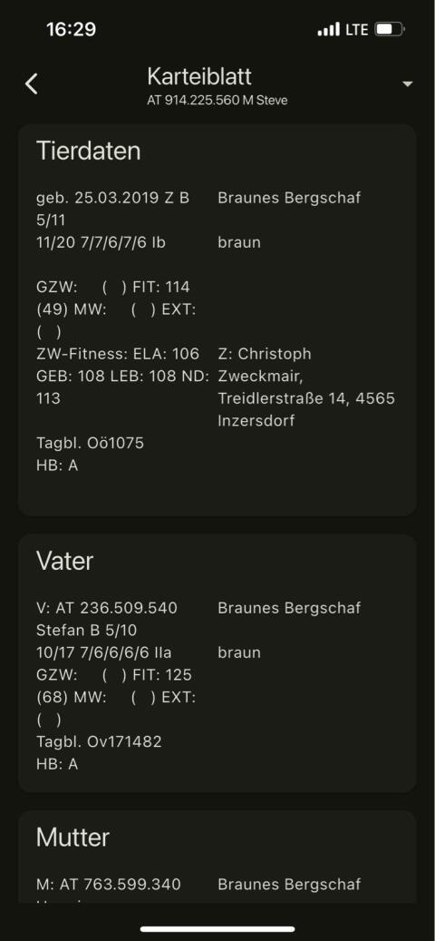 Widder - Braunes Bergschaf