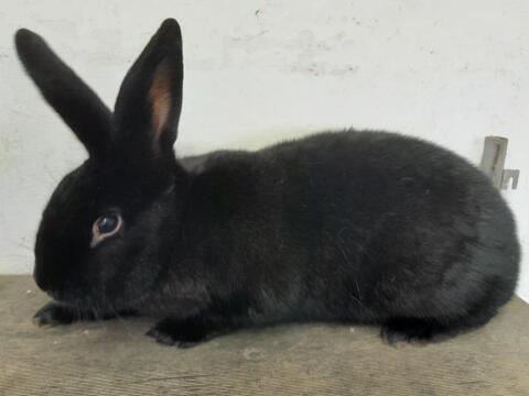 Hauskaninchen