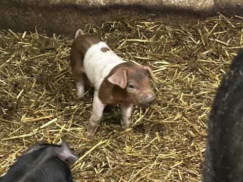 Ferkel zu verkaufen