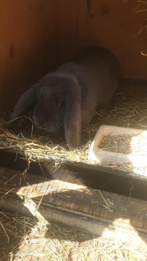 Blaue Wiener, Riesenschecken Havanna, Blauer Widder Rammler