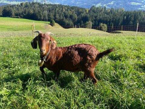 Ziege mit Kitz