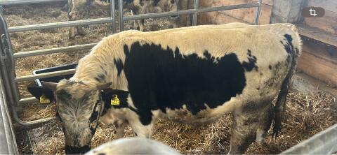 Pustertaler Stier