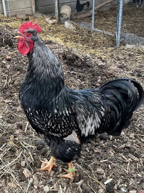 Barnevelder Hahn