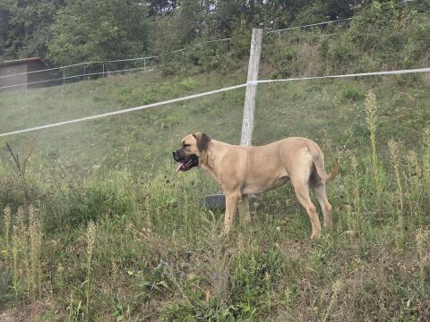 Cane Corso Hündin mit Stammbaum sucht aktives Zuhause