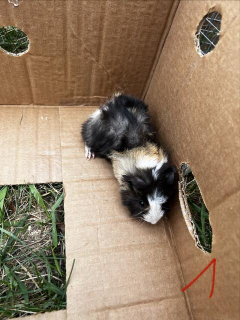 Meerschweinchen