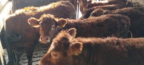 Limousin Jungrinder