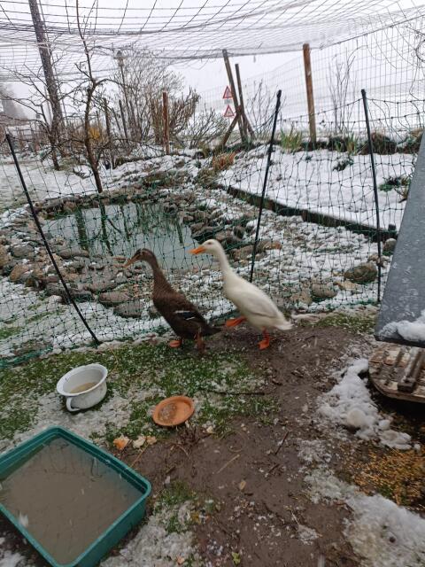 Laufenten zu vergeben