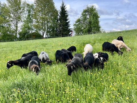 Weibliche Krainer Steinschaf Zuchttiere