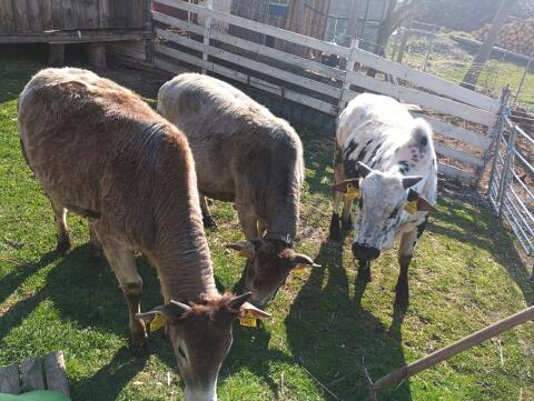 Zwerg Zebu