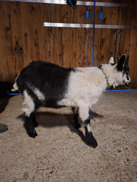 Bock Kitz
