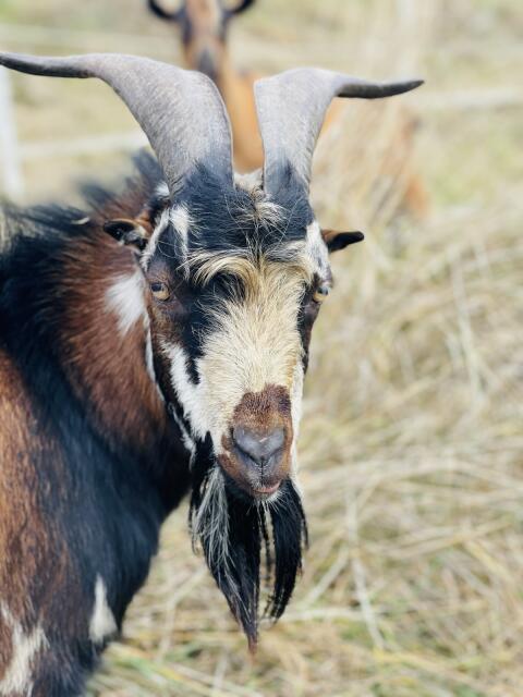 Ziegenbock