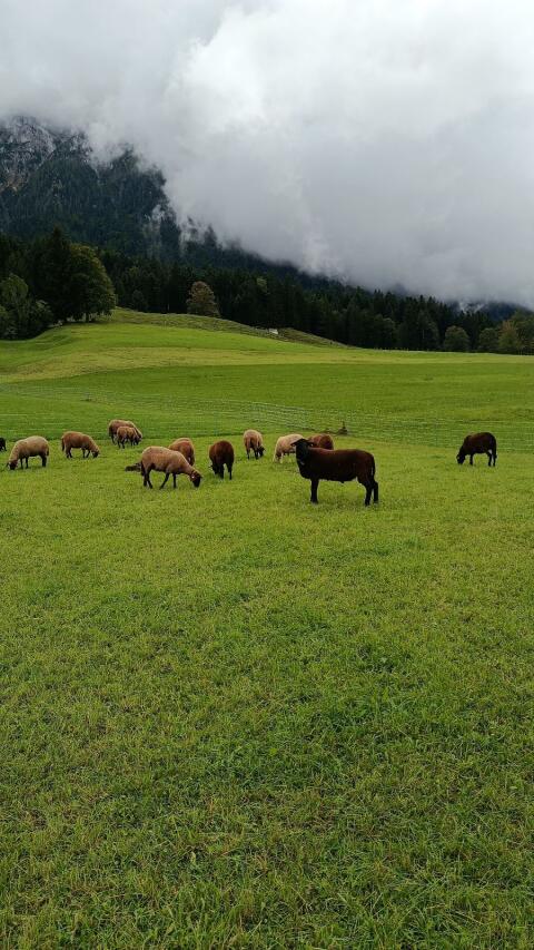 Jura Schafe