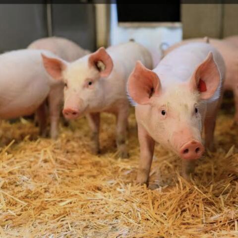 Suche BIO Ferkel