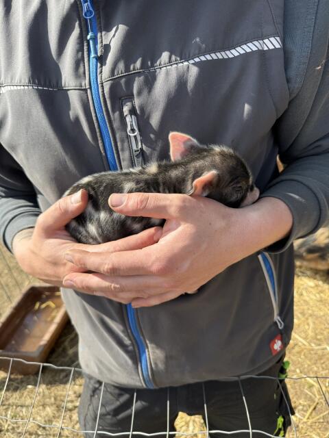 Kunekune-Ferkel