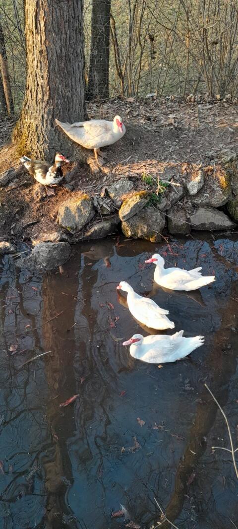 Enten