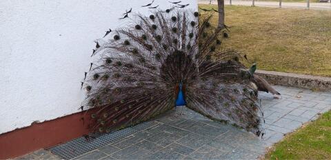 Pfau