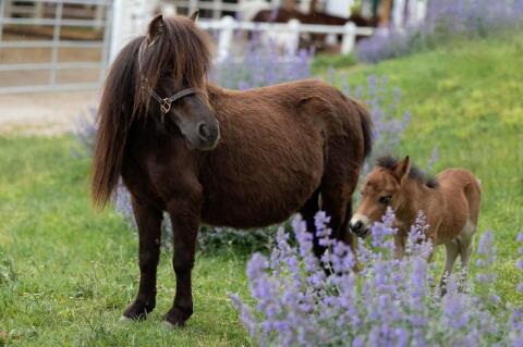 Zwei süße Minishettys, Niederösterreich
