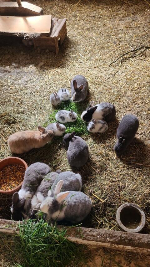 Junge Kaninchen