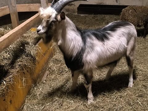 Ziegenbock