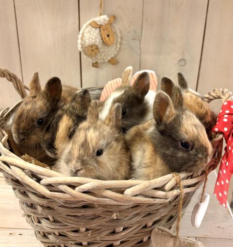 Zwergkaninchen-Babys Farbenzwerge