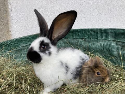 Junge Riesenkaninchen