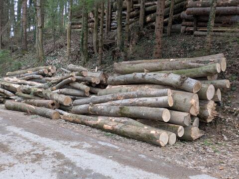 Brennholz hart