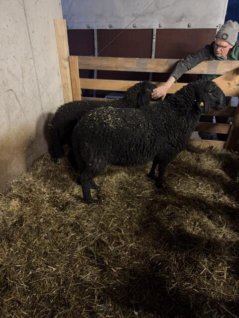 Bergschafwidder schwarz kein HB