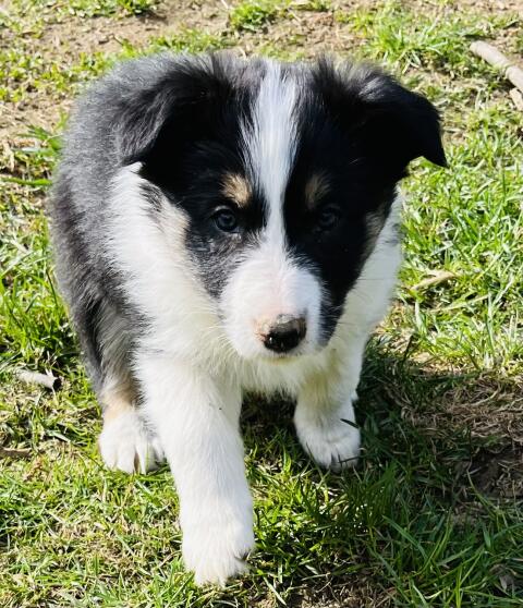 Border Collie Welpen