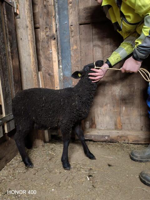 Widderlamm abzugeben