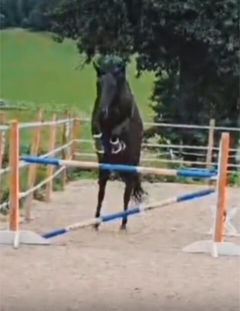 Reitpony - Rappfalbstute