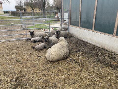 Bio-Shropshire Lamm weiblich