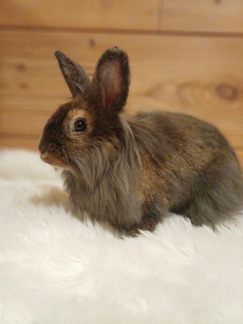 Löwenkopfkaninchen