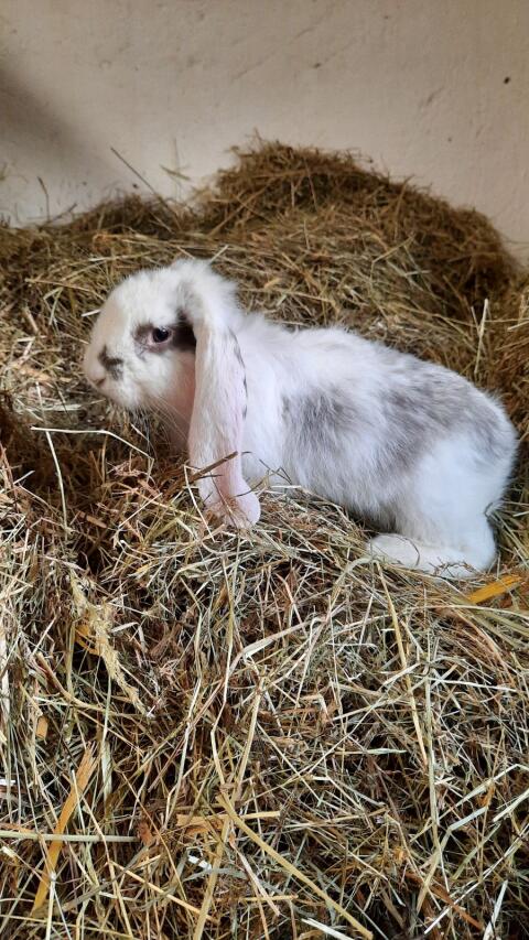 Deutsche Widder Rammler