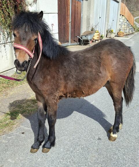 Ponyhengst Sandro