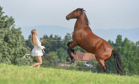 Vielseitige, fein gerittene Warmblutstute