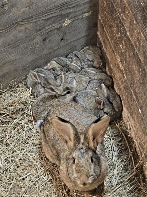 Hasenkaninchen