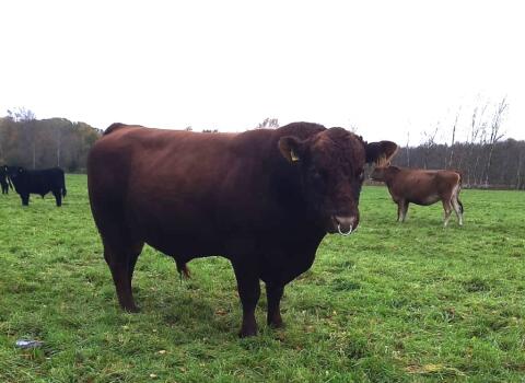 Angus Deckbulle/Zuchtbulle mit Biostatus, Herdbuch