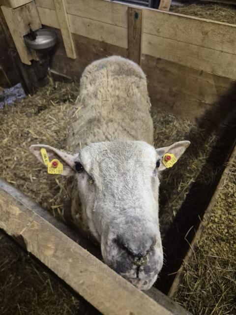 Texel Widder